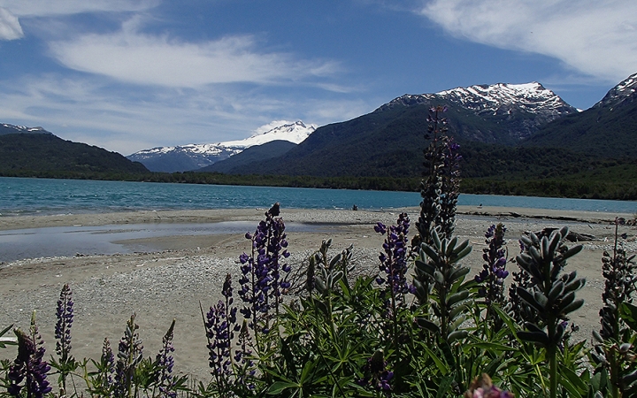 In the foreground, purple flowers jut upwards over a sandy beach. Beyond the beach is a blue body of water, framed by snow-capped mountains. 